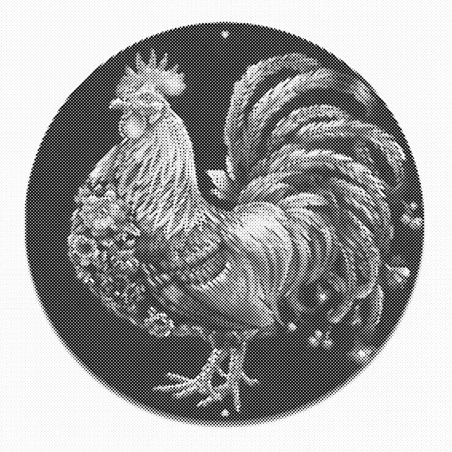 DOT Painting – Kippen & Hanen (40x40cm, 50x50cm of 60x60cm)