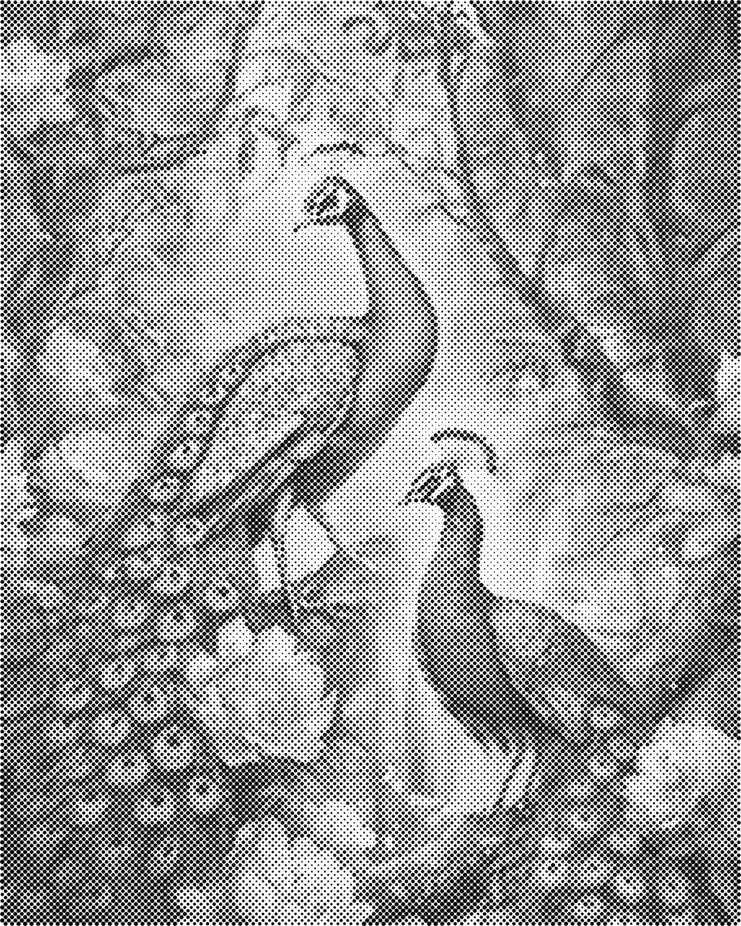 DOT Painting – Dieren op Canvas (40x50cm of 60x75cm) – Met of zonder stiften