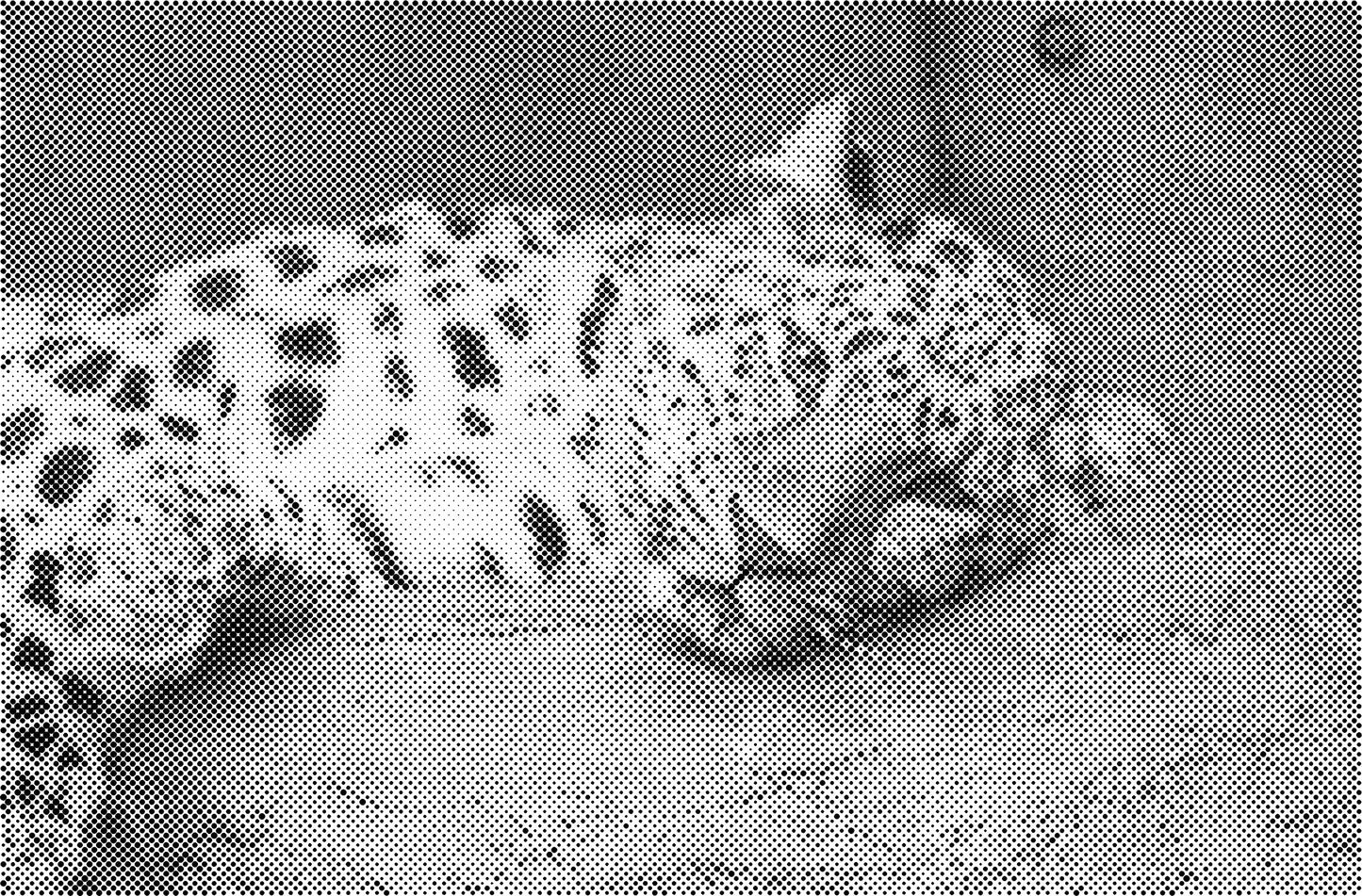 DOT Painting Big Cats - Leeuw, Tijger en Luipaard