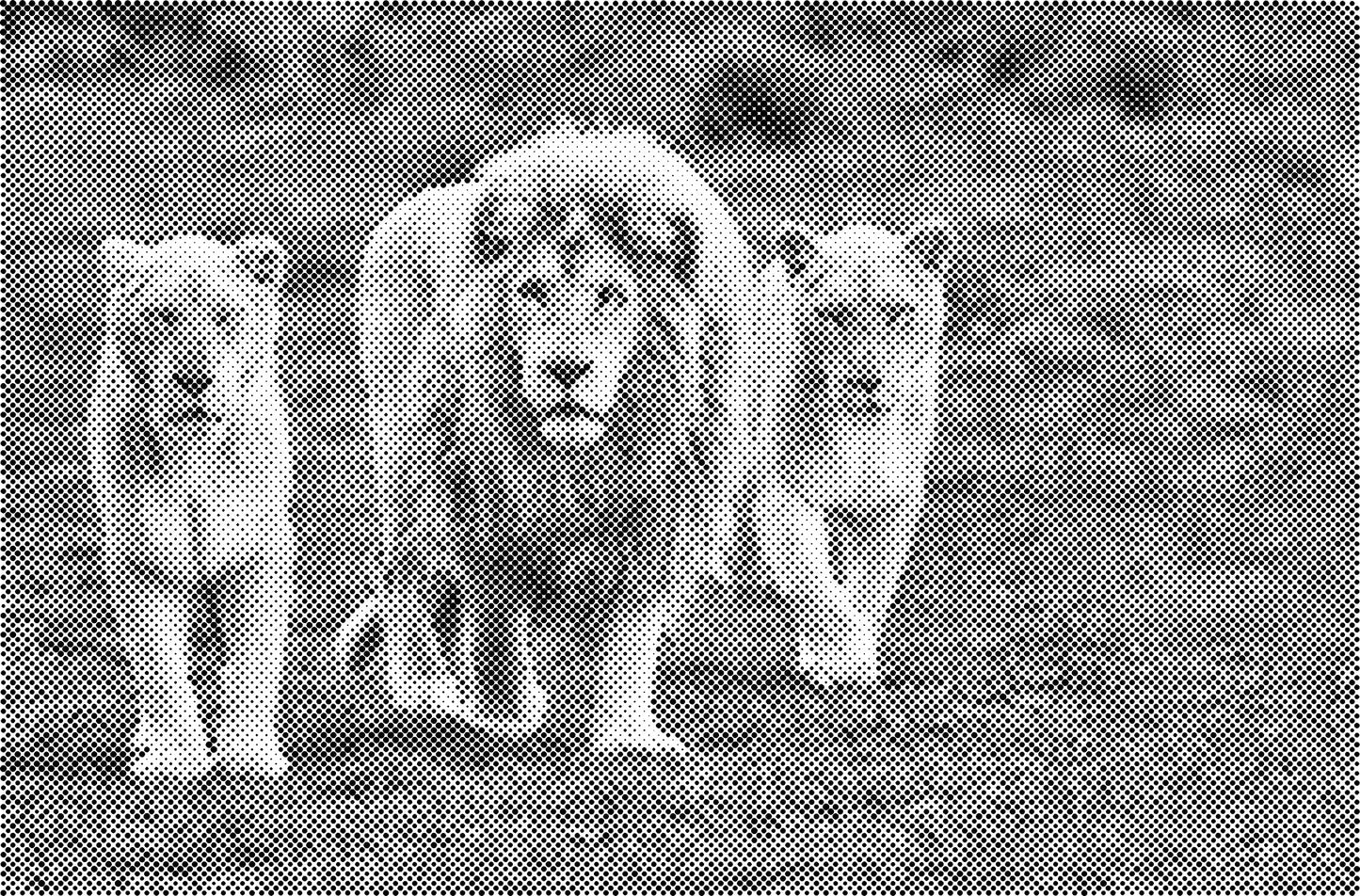 DOT Painting Big Cats - Leeuw, Tijger en Luipaard