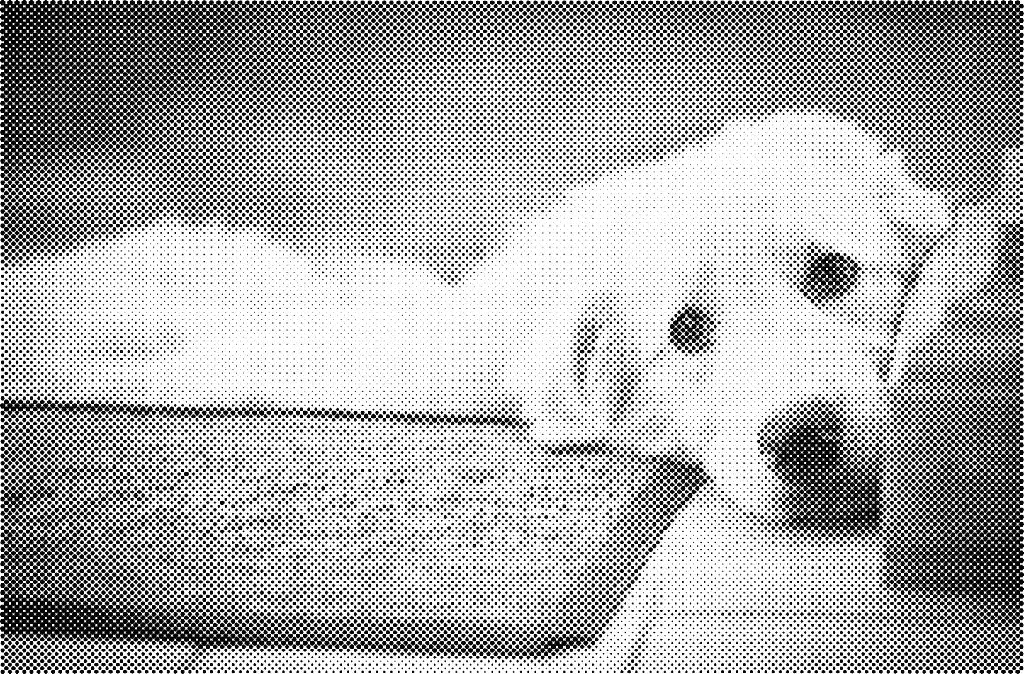 DOT Painting Honden, Eenden en Vogels - Verkrijgbaar in 40x60cm, 50x75cm, en 60x90cm