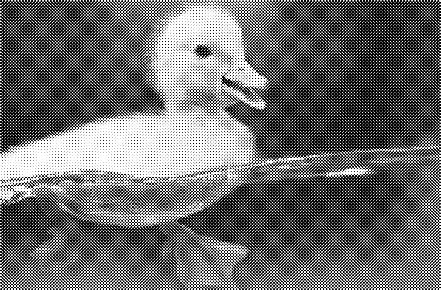 DOT Painting Honden, Eenden en Vogels - Verkrijgbaar in 40x60cm, 50x75cm, en 60x90cm