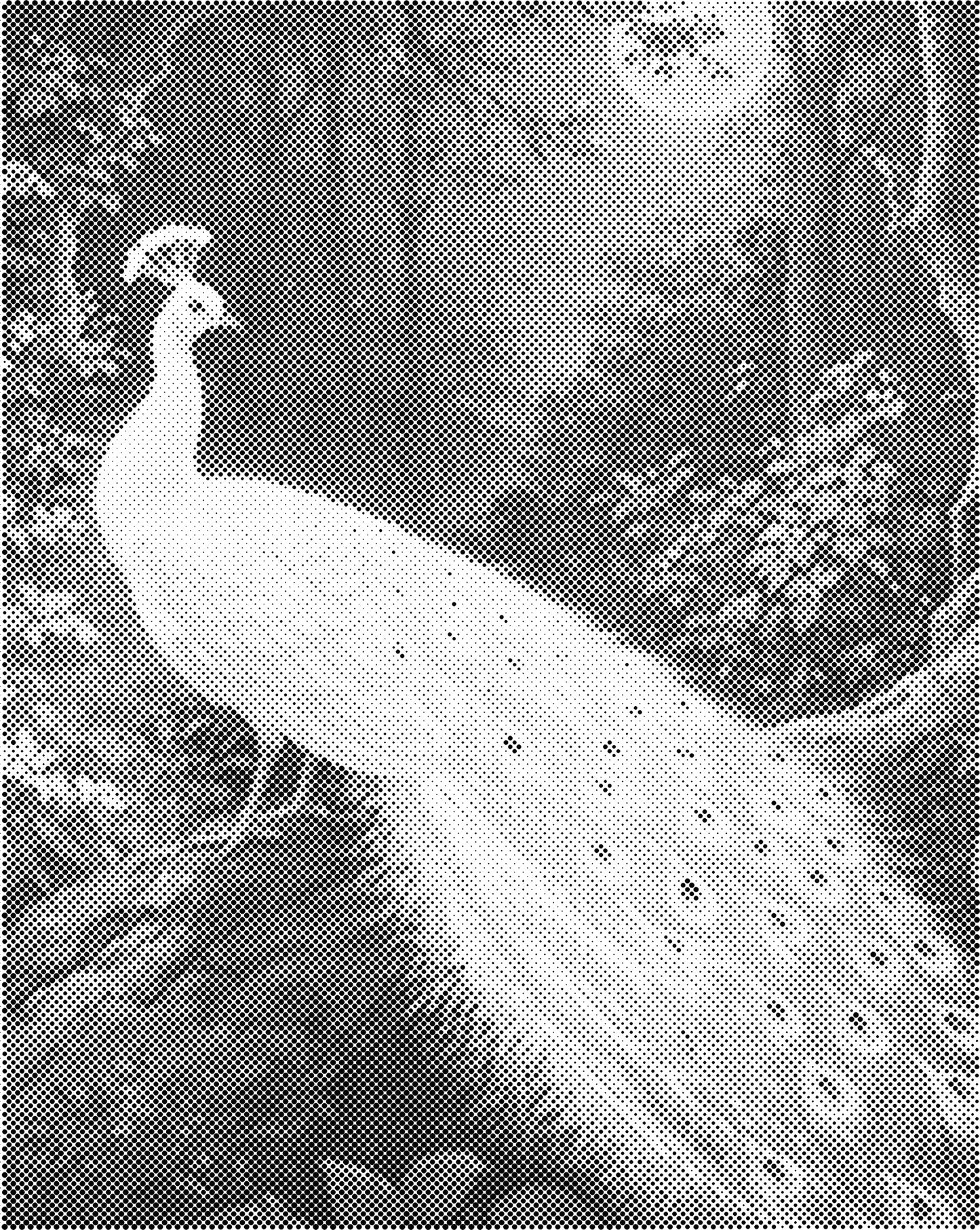 DOT Painting – Dieren op Canvas (40x50cm of 60x75cm) – Met of zonder stiften