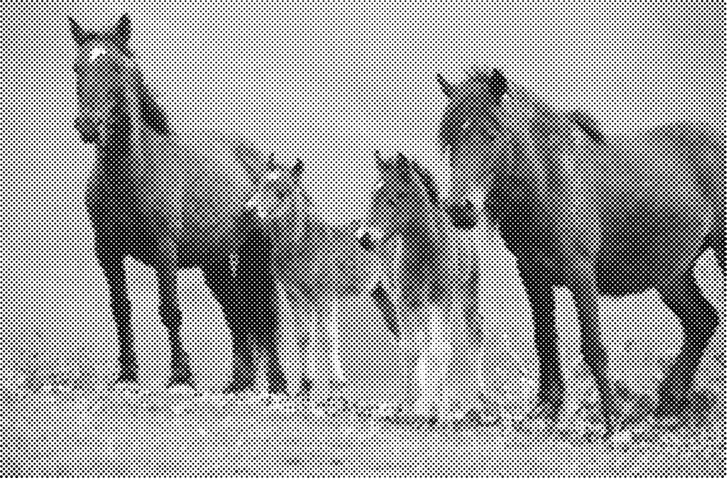 DOT Painting Dieren - (Paarden, Giraf, Vogels) - Verkrijgbaar in 40x60cm, 50x75cm, 60x90cm