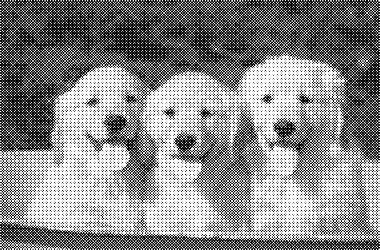 DOT Painting Dieren - Konijnen, Puppies en Katten - Verkrijgbaar in 40x60cm, 50x75cm en 60x90cm