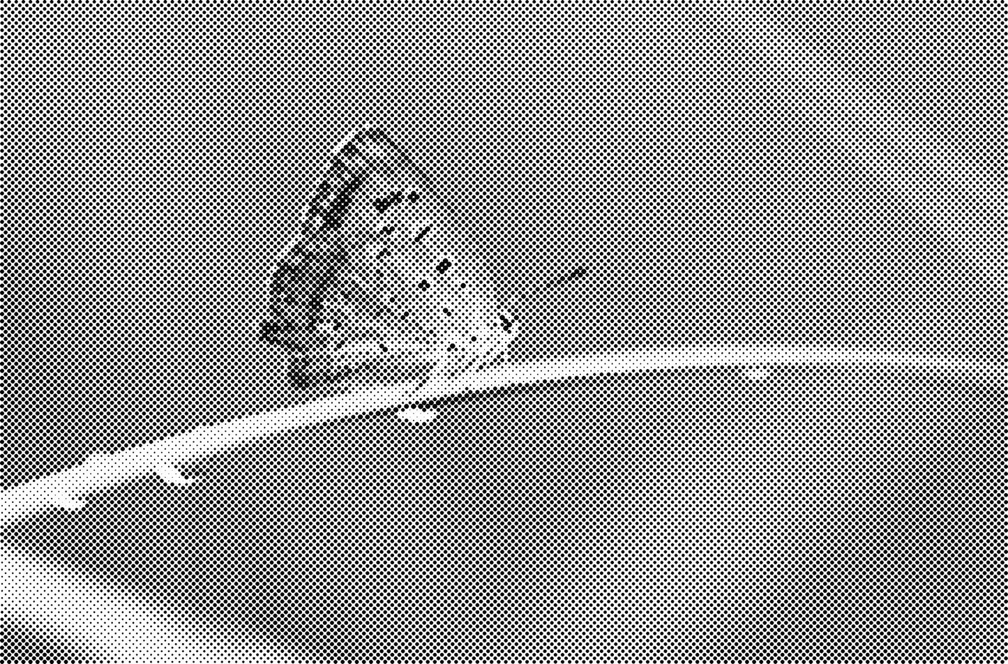 DOT Painting Dieren - Katten en Vogels