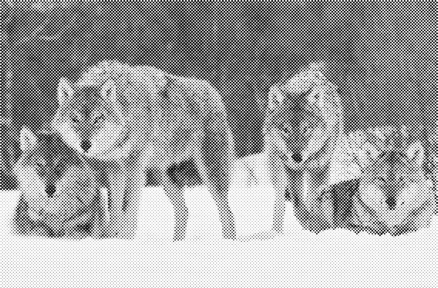 DOT Painting - Wolven en Honden