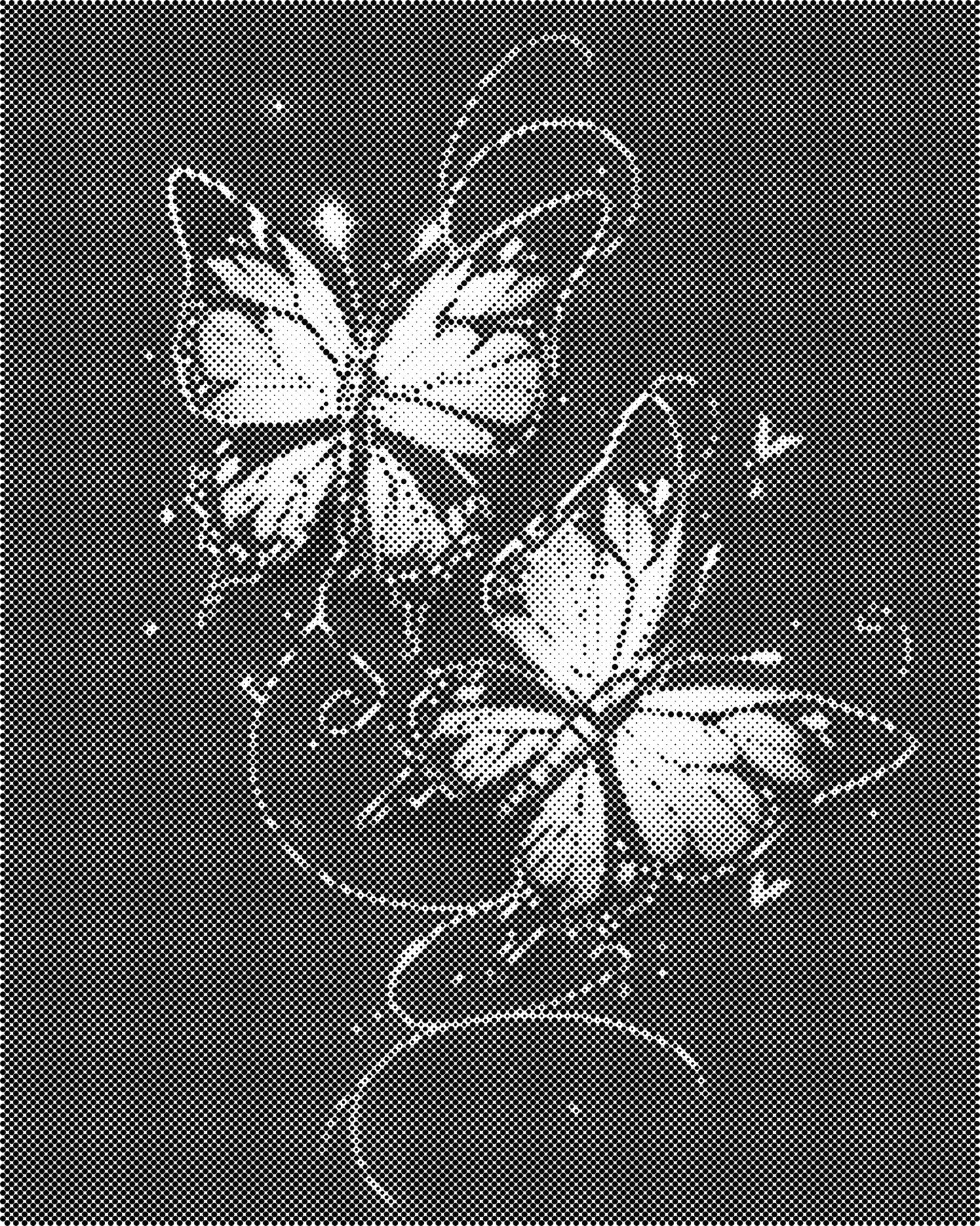 DOT Painting Vlinder - Magical Insects