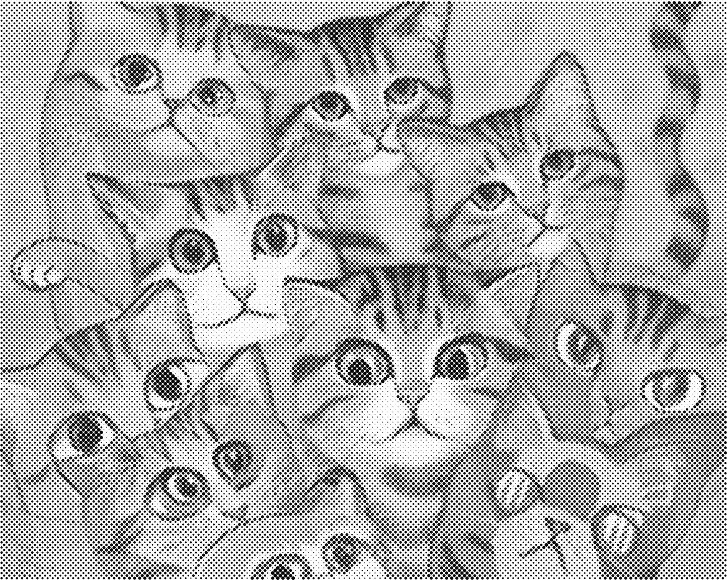 DOT Painting Dieren - Grappige Dieren - 40x50cm of 60x75cm