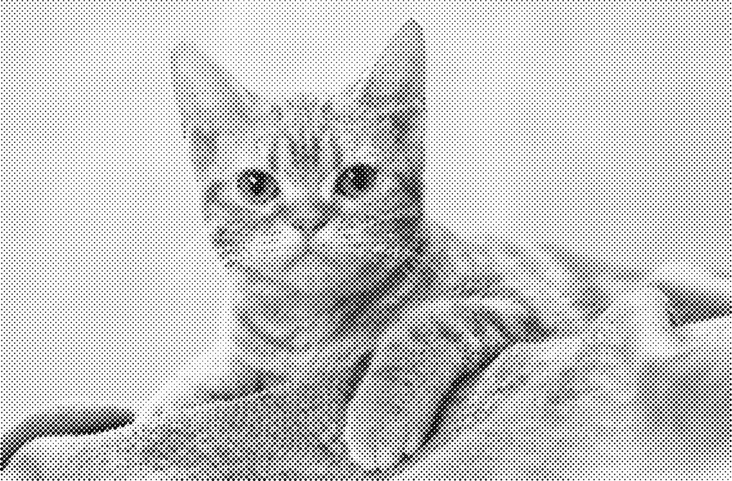 DOT Painting Katten - Verkrijgbaar in 40x60cm, 50x75cm en 60x90cm