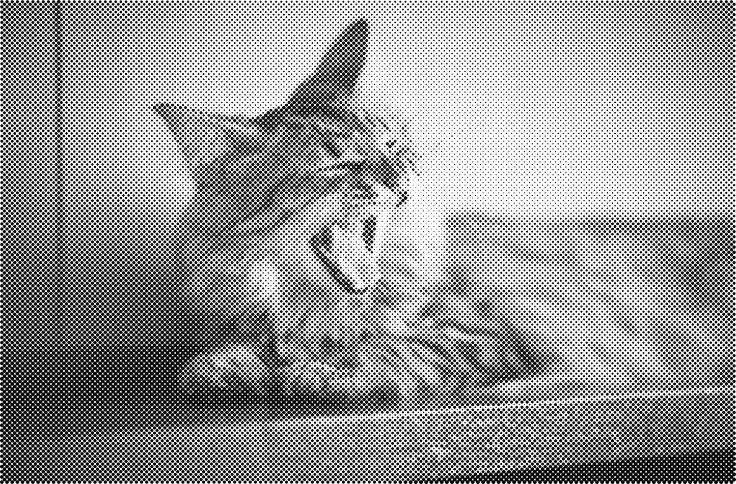 DOT Painting Katten - Verkrijgbaar in 40x60cm, 50x75cm en 60x90cm